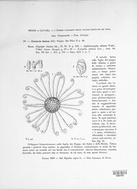 Erysiphe adunca var. adunca image